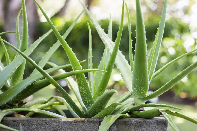 Aloe Vera Healing Gel