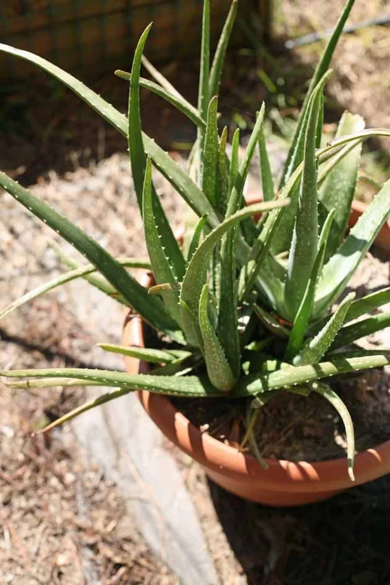 Aloe Vera: Nature's First Aid Kit