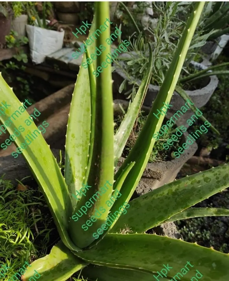 Aloe Vera Plant Aid
