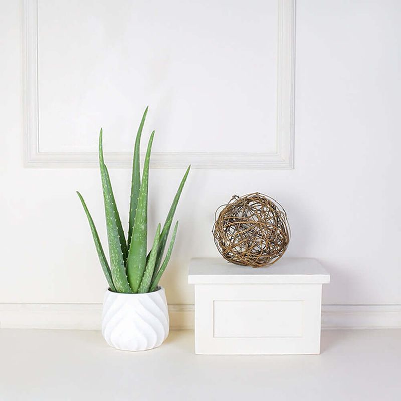 Aloe Vera Plant