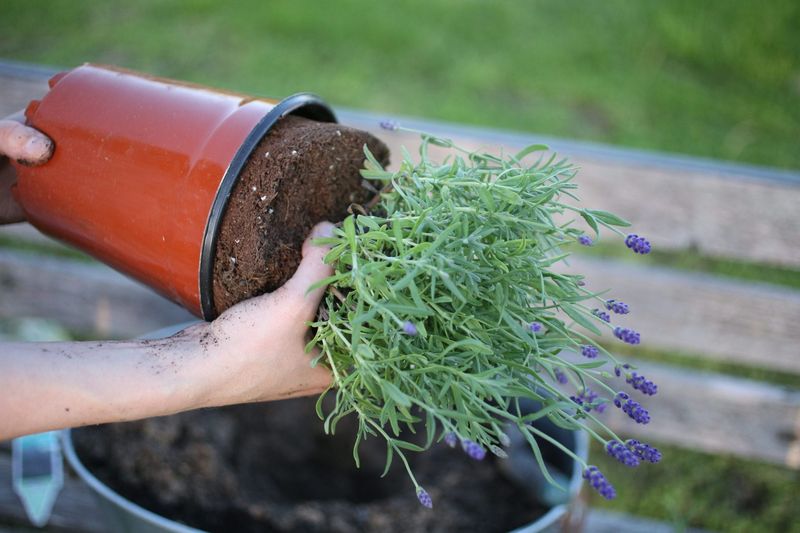 Lavender Simplicity
