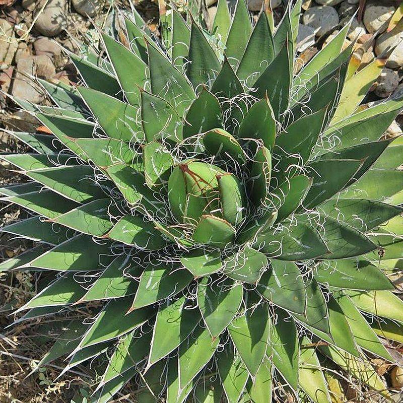 Aloe Vera and Agave