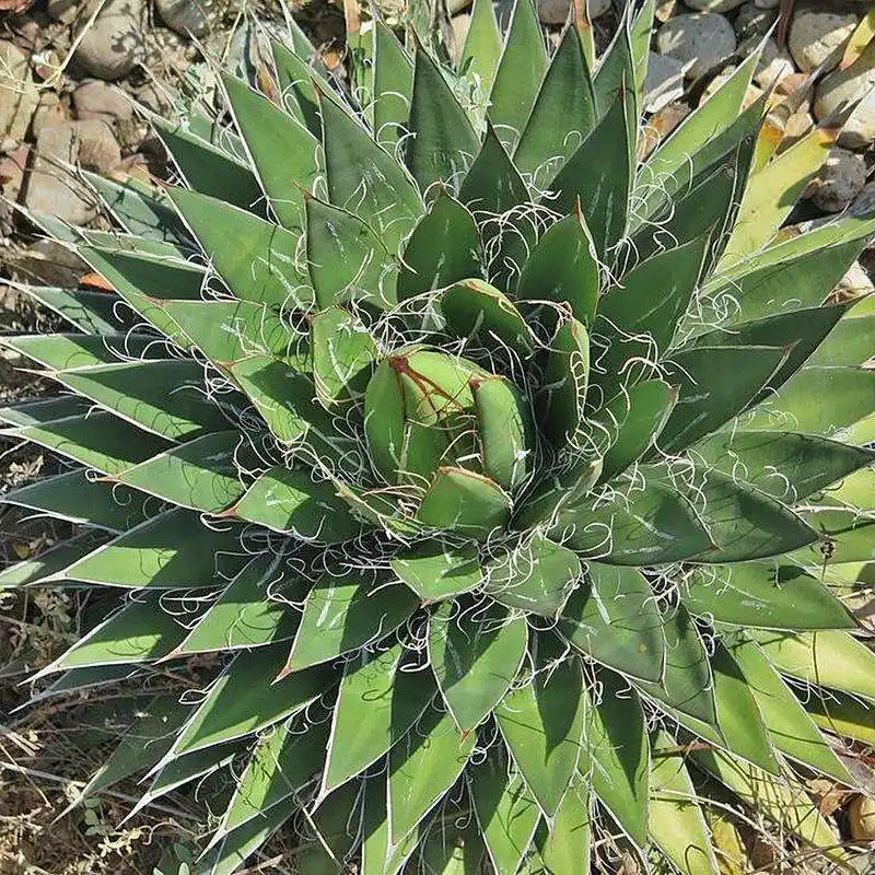 Aloe Vera and Agave