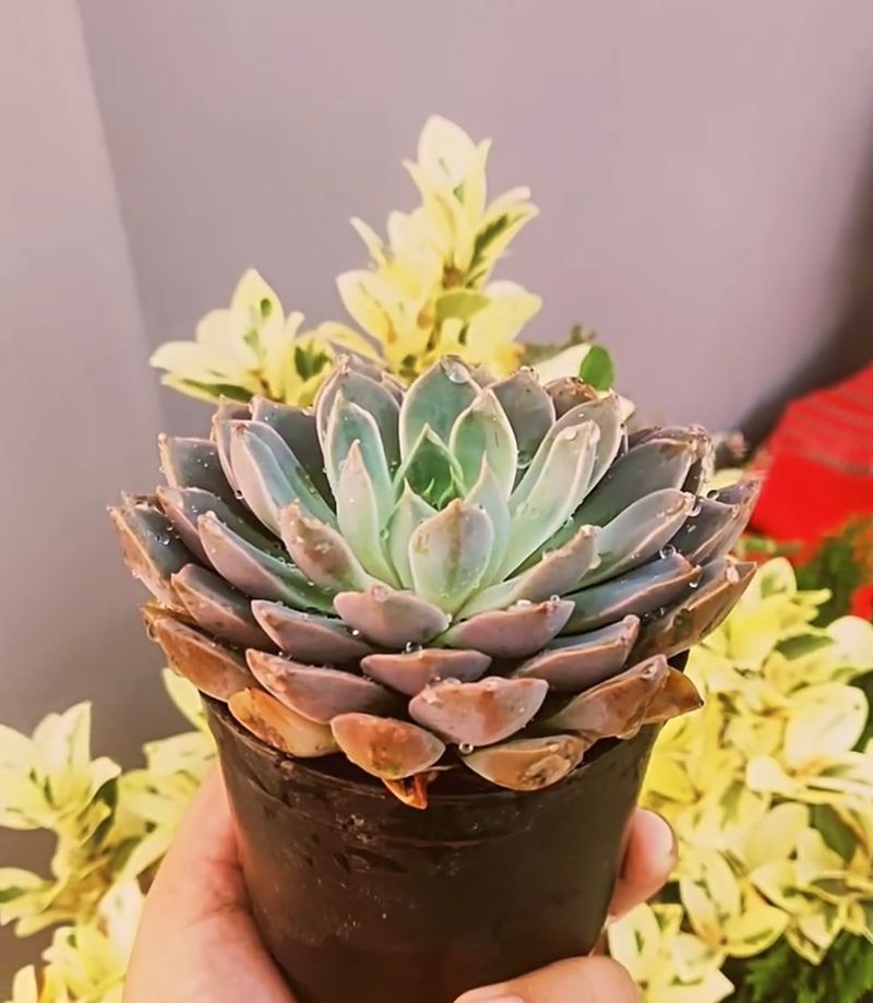 Aloe Vera and Echeveria