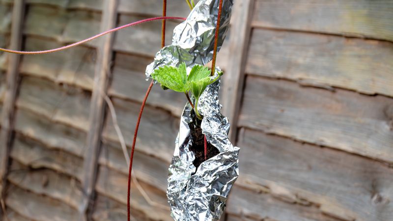 Aluminum Foil Mulch