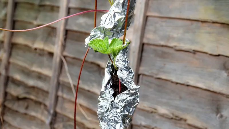 Aluminum Foil Mulch