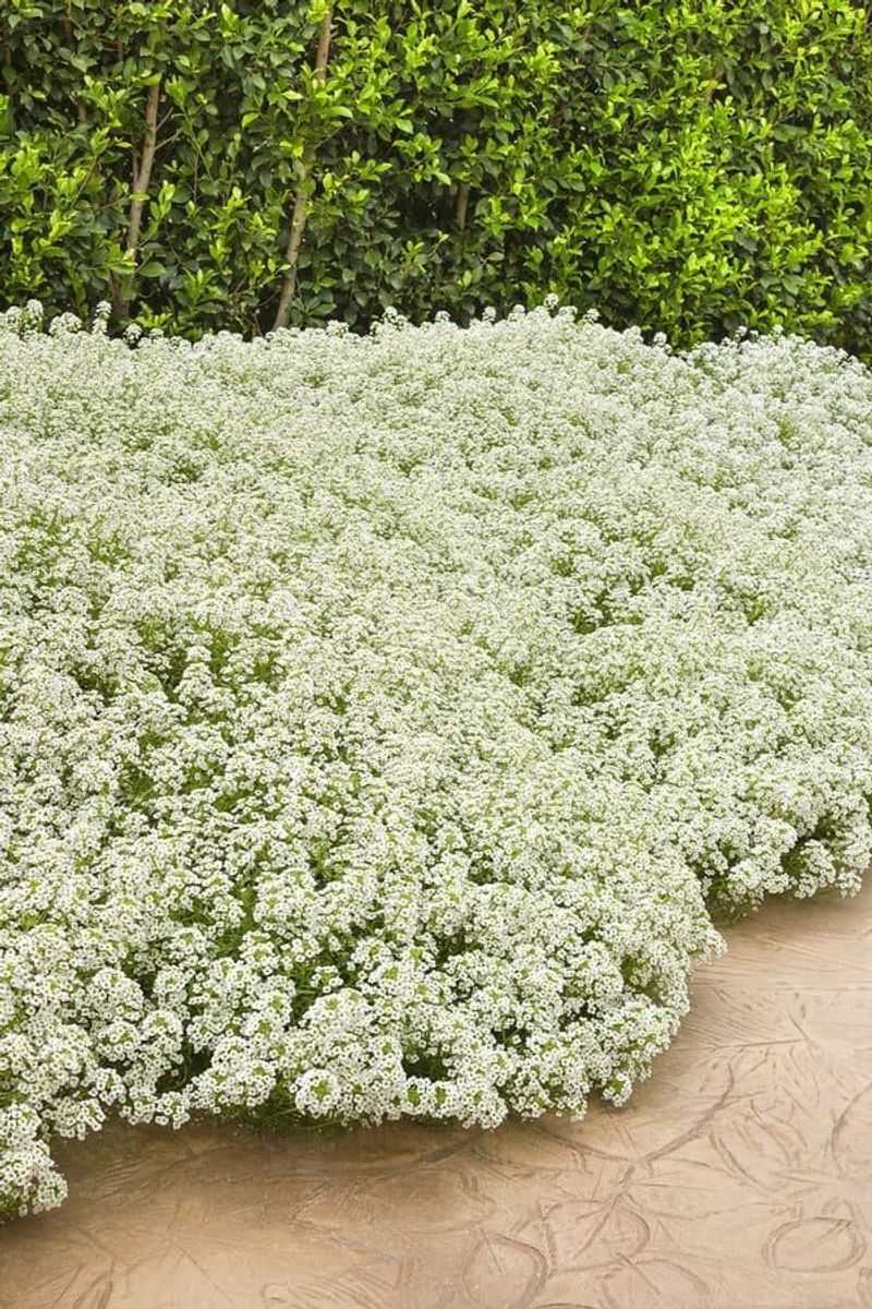 Alyssum