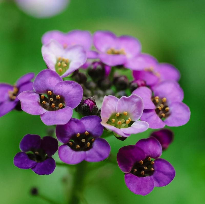 Alyssum