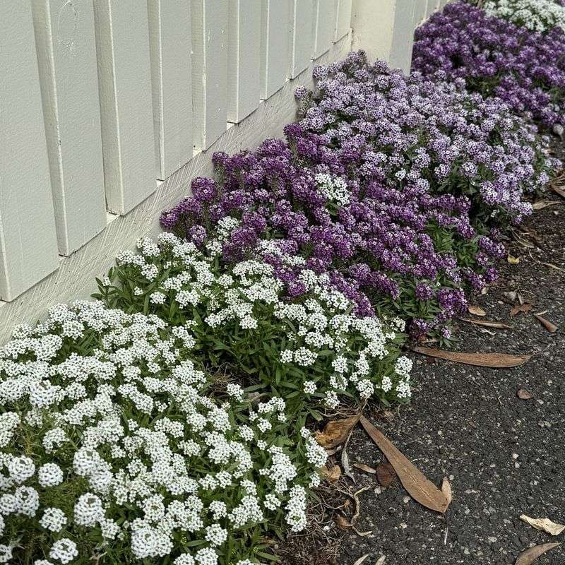 Alyssum