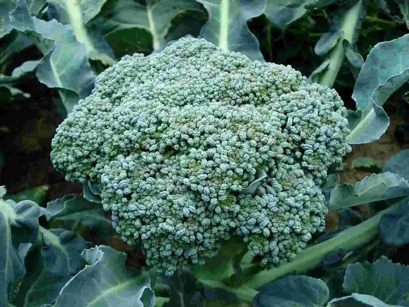 Alyssum and Broccoli