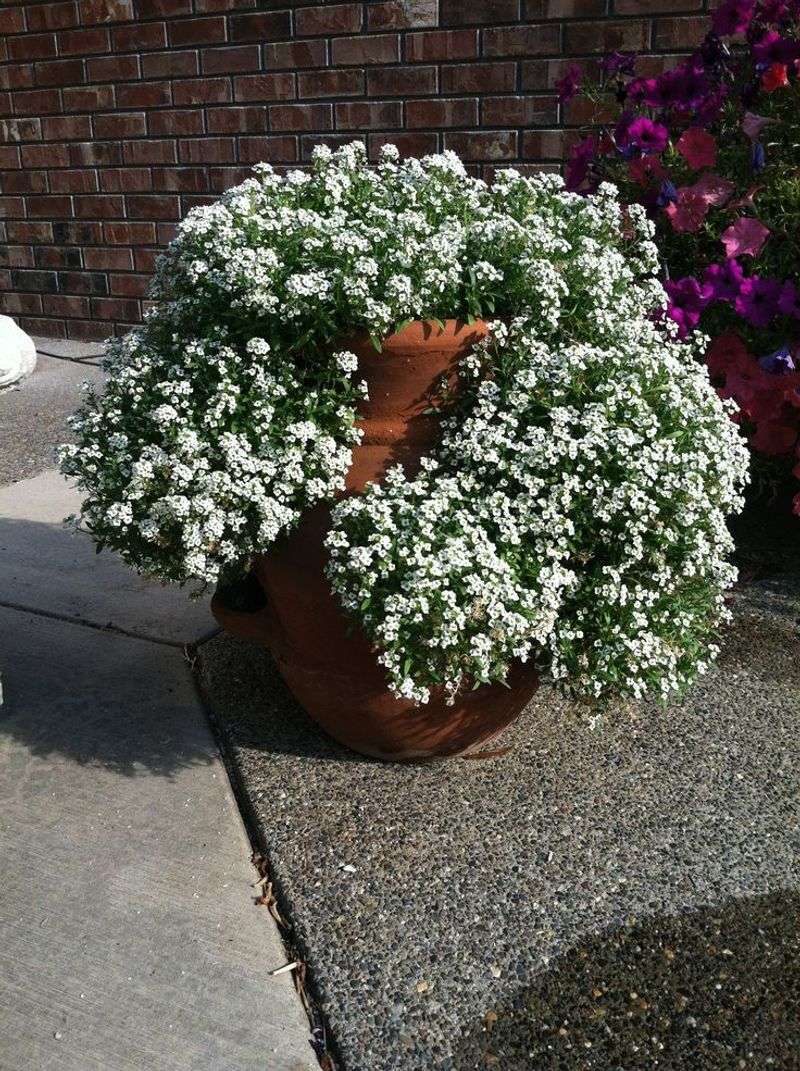 Alyssum