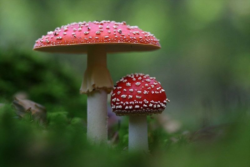 Amanita Muscaria