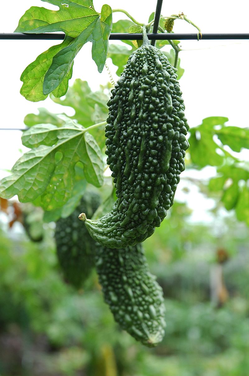 Bitter Melon