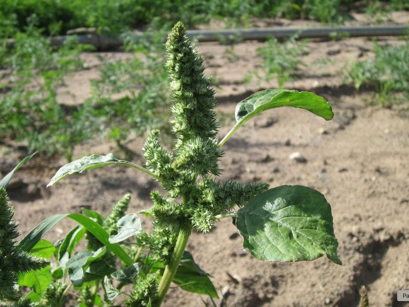 Amaranth (Amaranthus spp.)