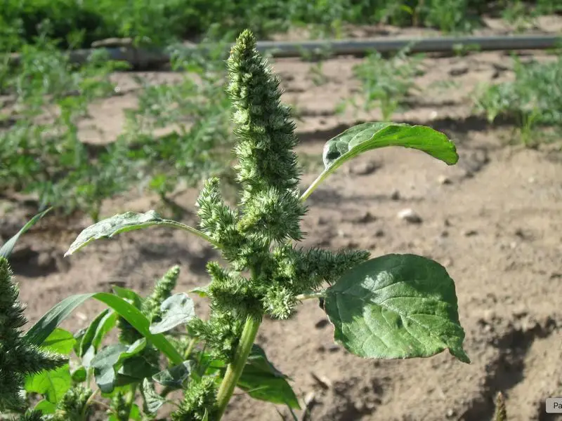 Amaranth (Amaranthus spp.)