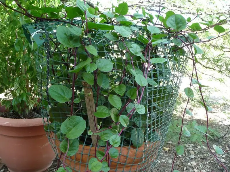 Malabar Spinach