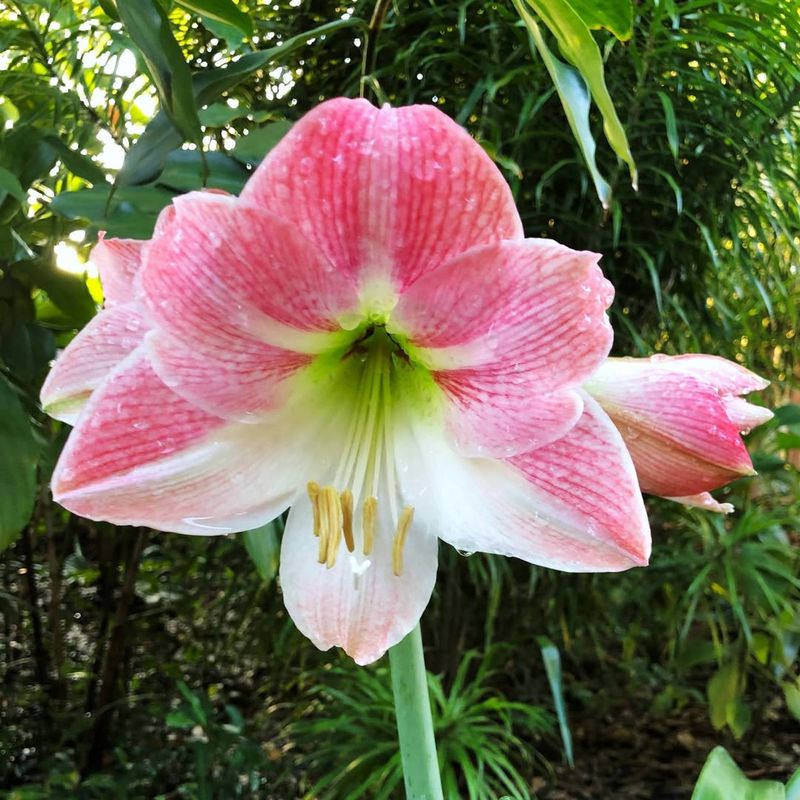 Amaryllis