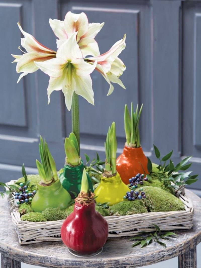 Amaryllis