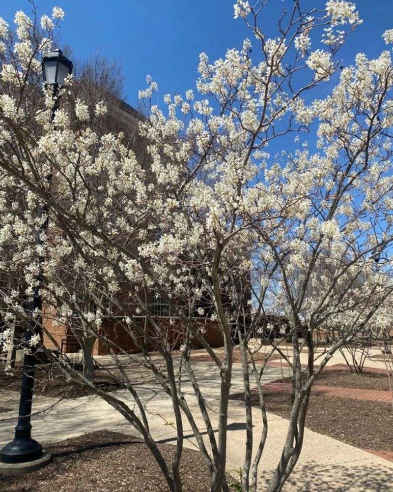 Amelanchier