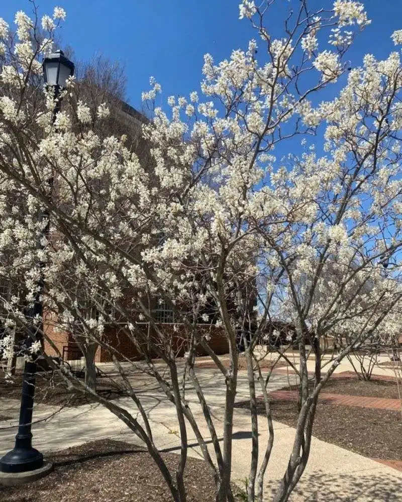 Amelanchier