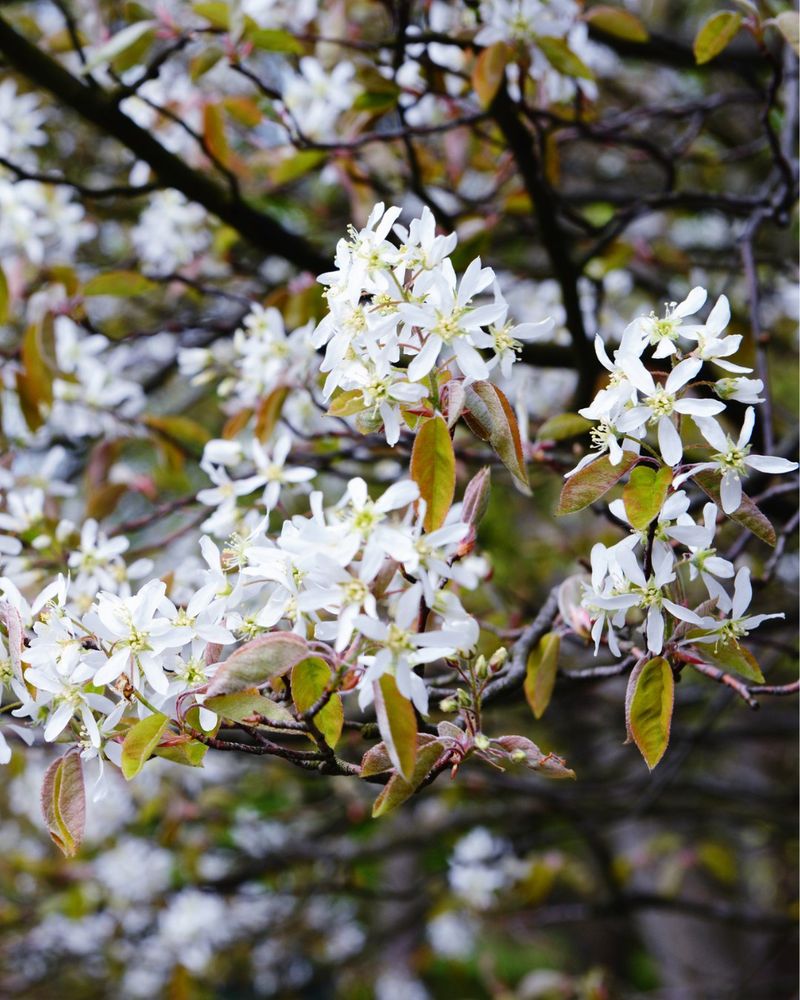 Amelanchier