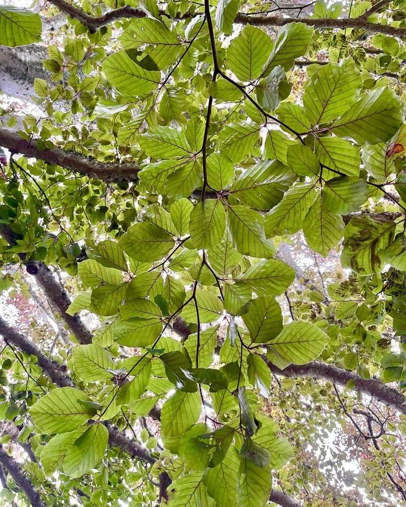 American Beech