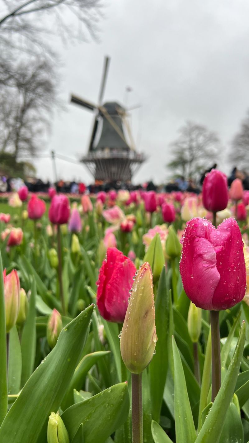 Amsterdam, Netherlands