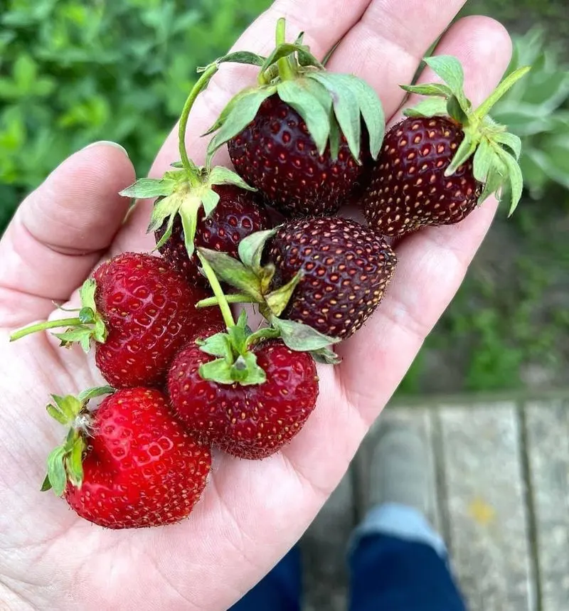 Ancient Romans Used Strawberries for Medicinal Purposes