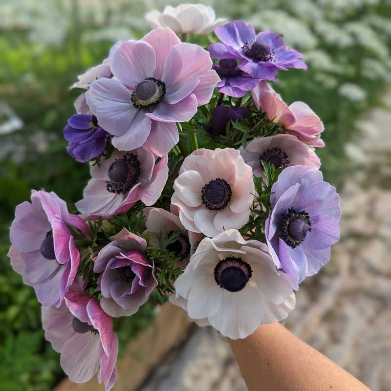 Anemone