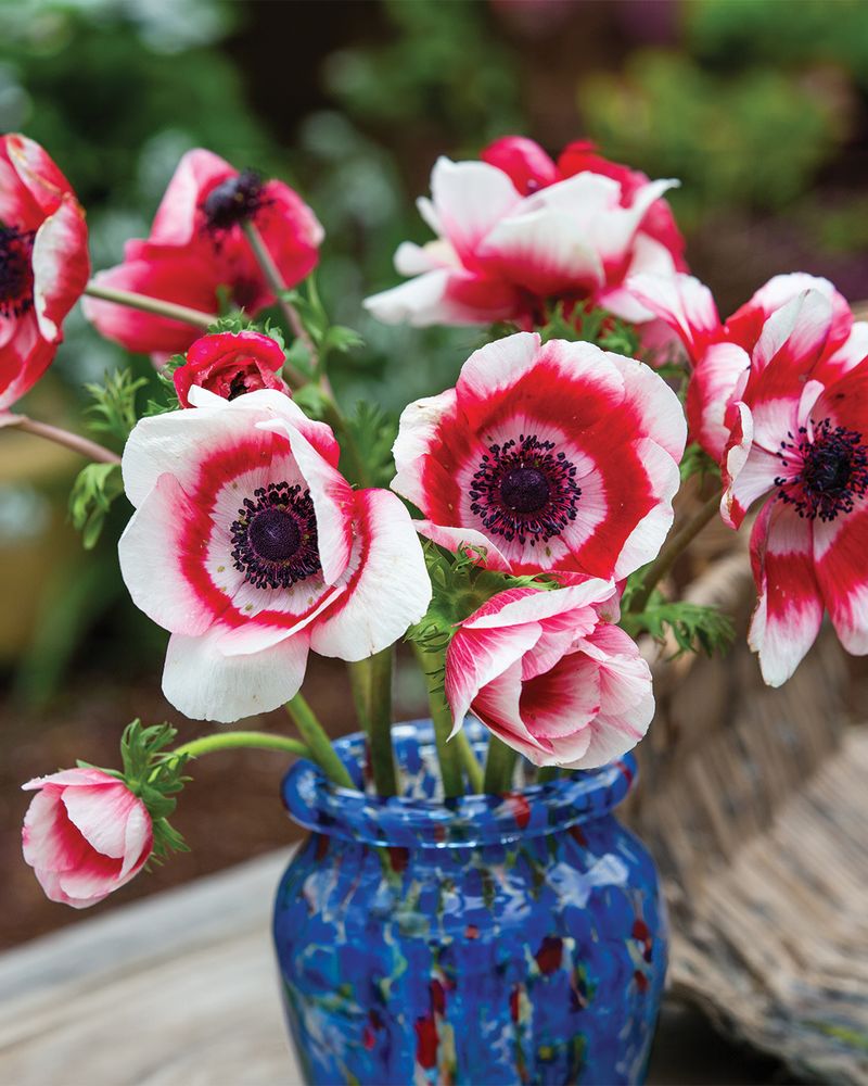 Anemone