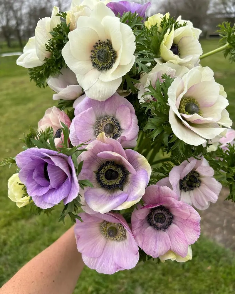 Anemones