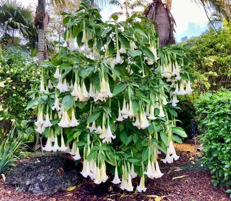Angel's Trumpet