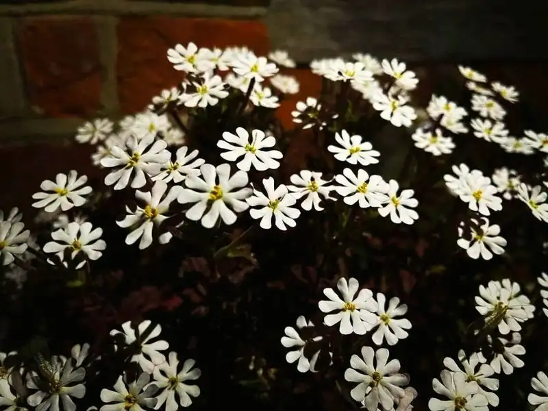 Night Phlox