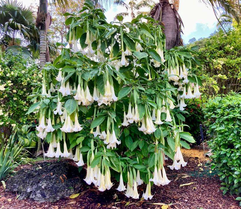 Angel's Trumpet