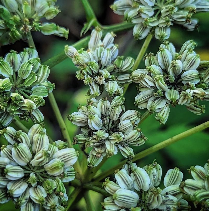 Angelica