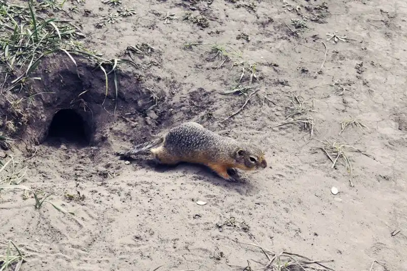Animal Burrowing