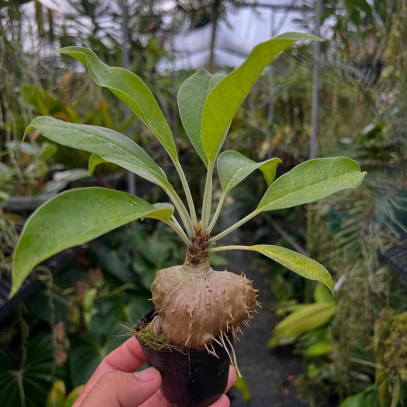 Ant Plant’s Mutualism