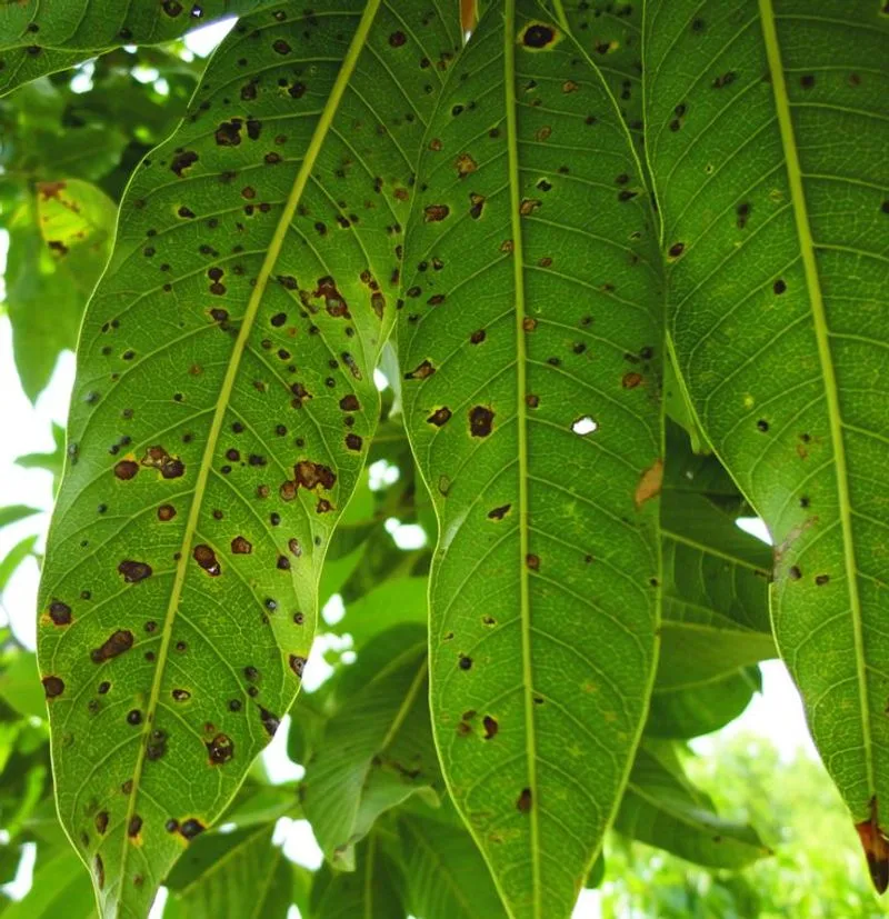 Anthracnose
