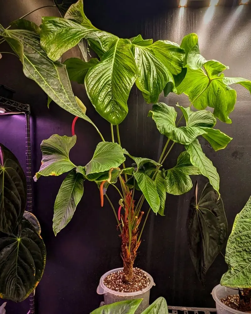 Anthurium