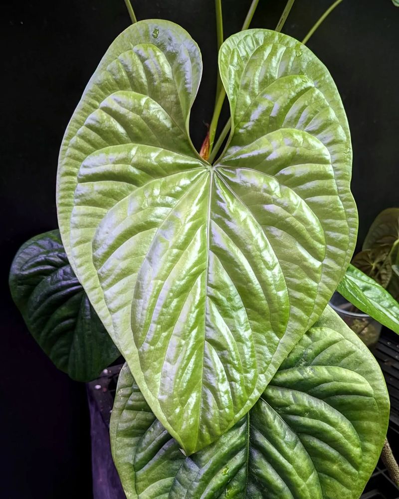 Anthurium