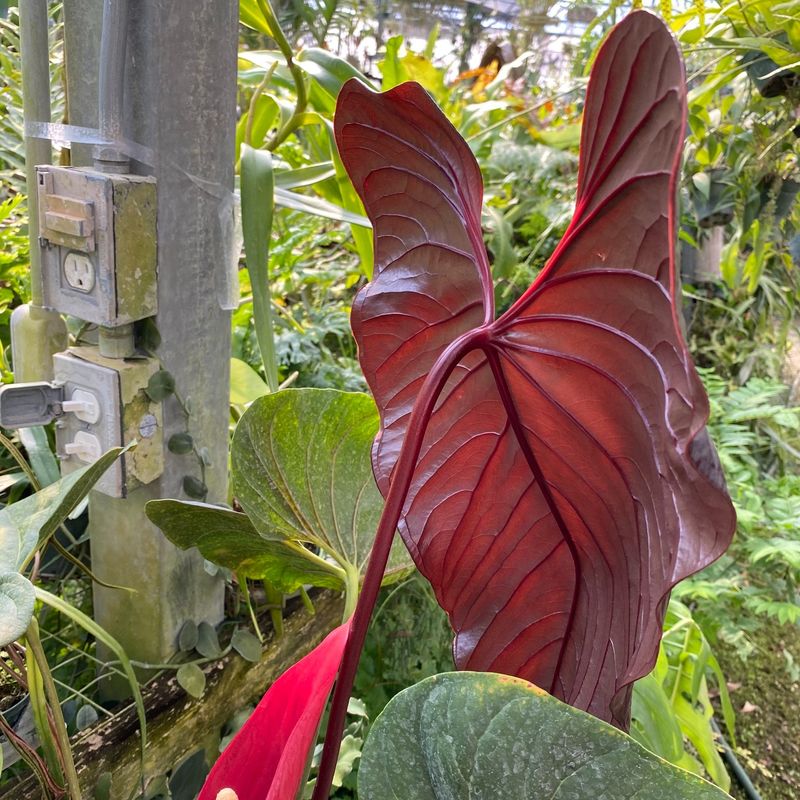 Anthurium