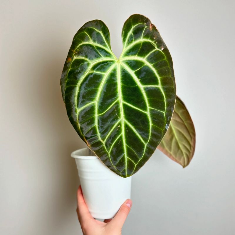 Anthurium