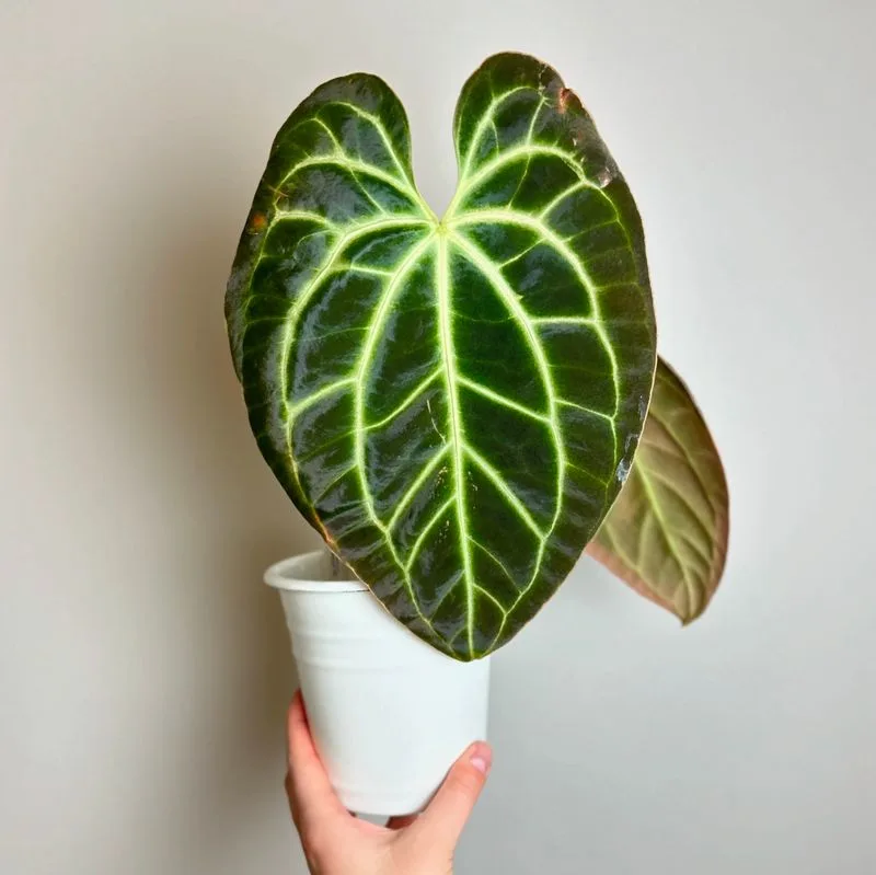 Anthurium