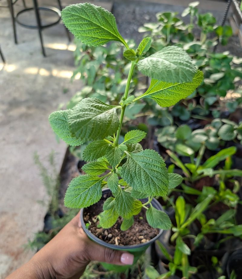Apple Mint