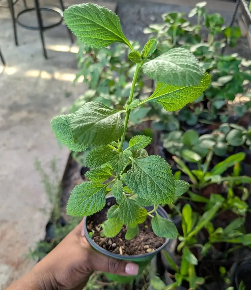 Apple Mint