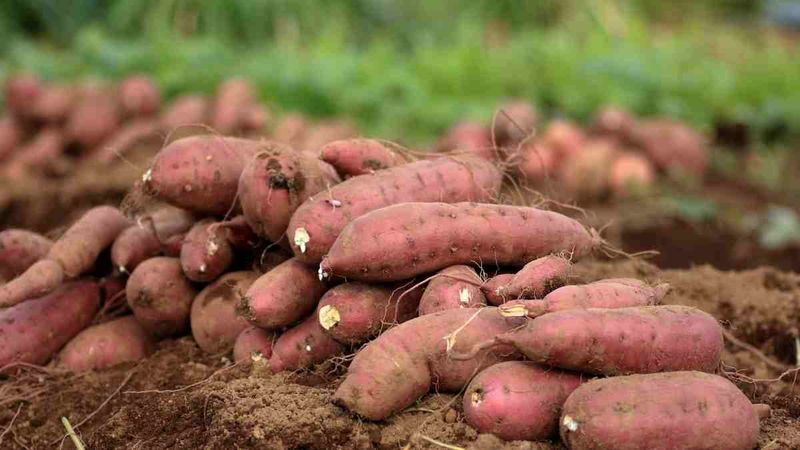 Sweet Potatoes