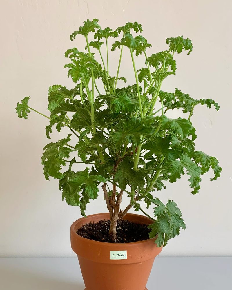 Apricot-Scented Geranium