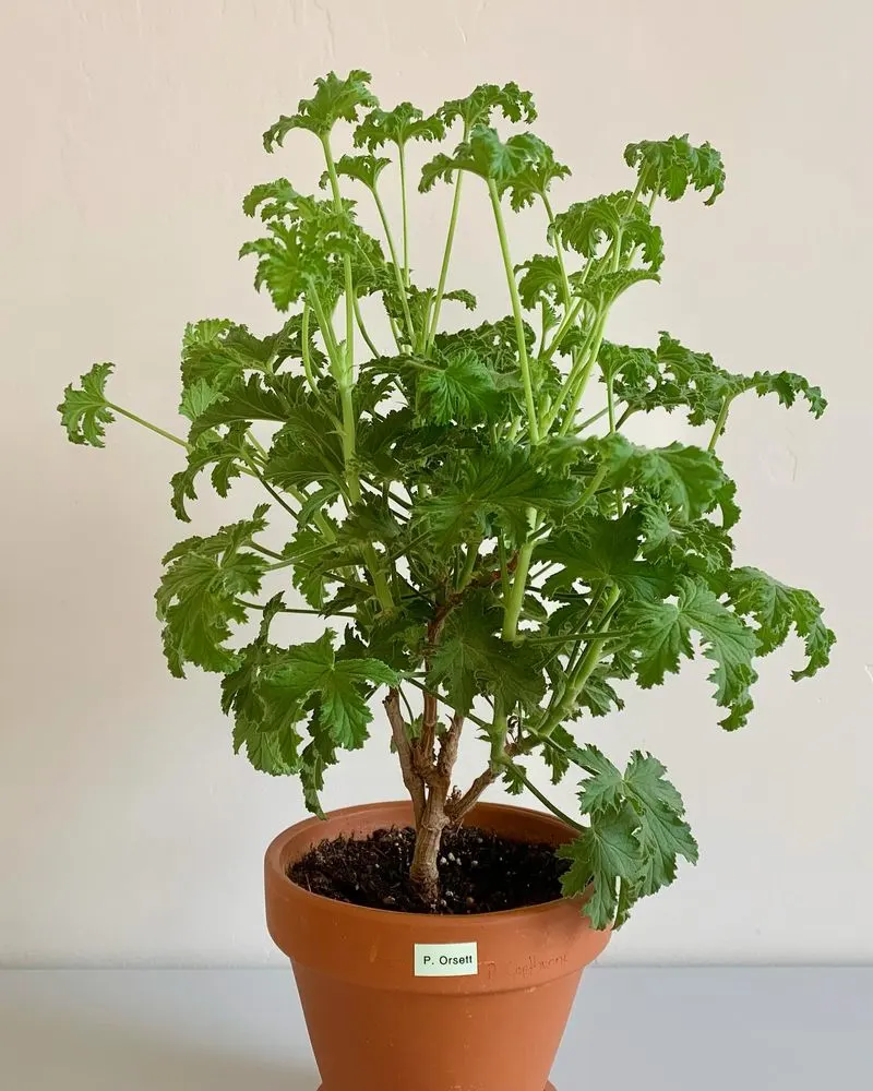 Apricot-Scented Geranium