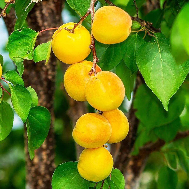 Apricots
