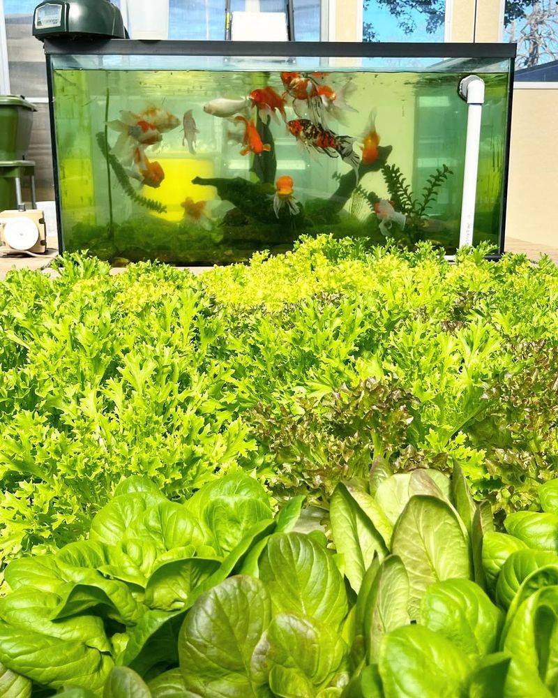 Aquaponic Fish Tank